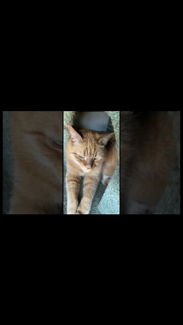 My Orange Cat Stole my Other Cat’s spot