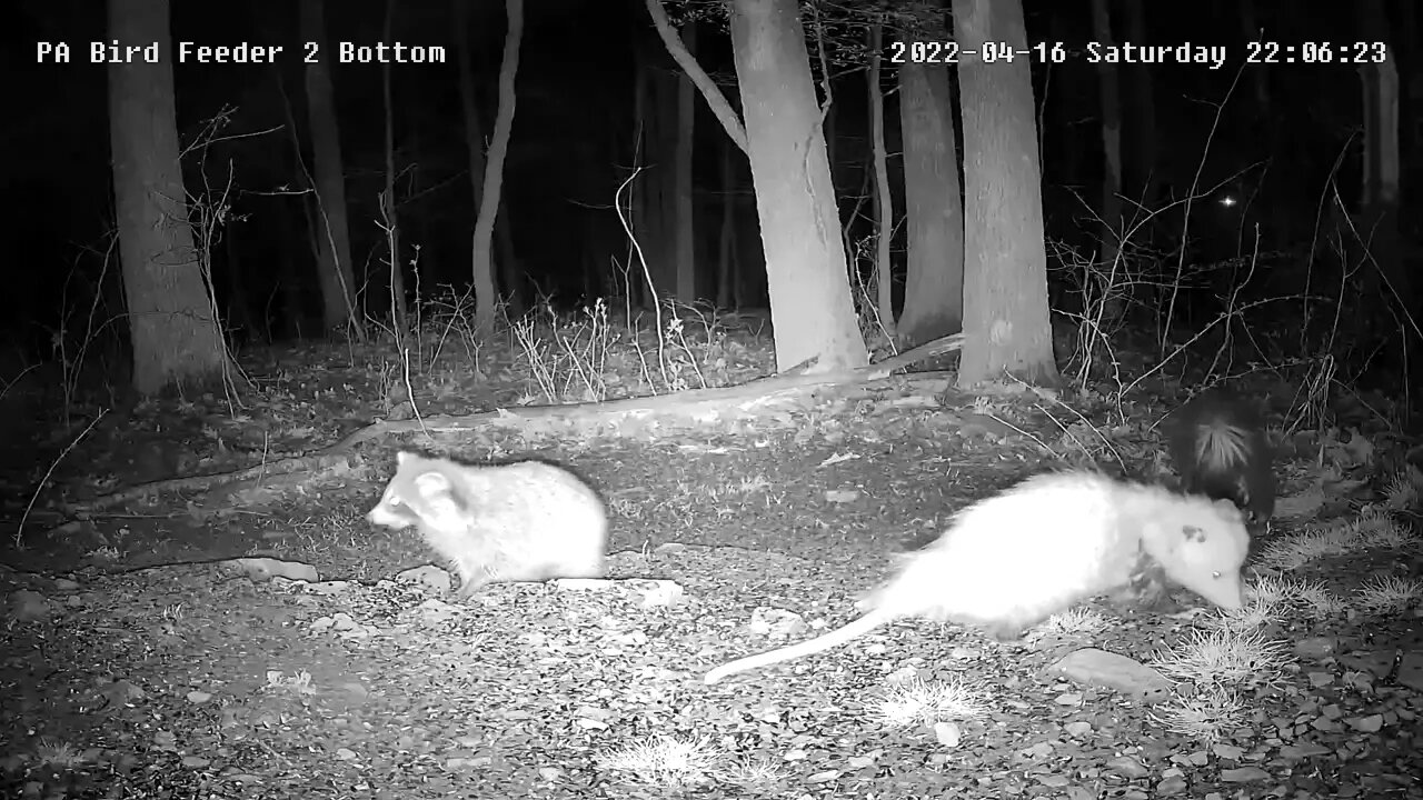 The Night Crew Pixcam Bird Feeder Bottom Cam 4/16/22