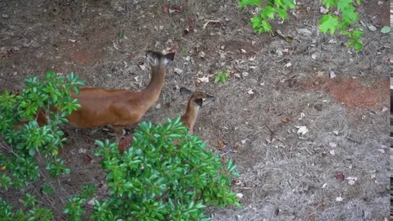 Big Canoe Deer #2 - 09/13/20