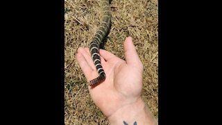 Beautiful Northern Pacific Rattlesnake