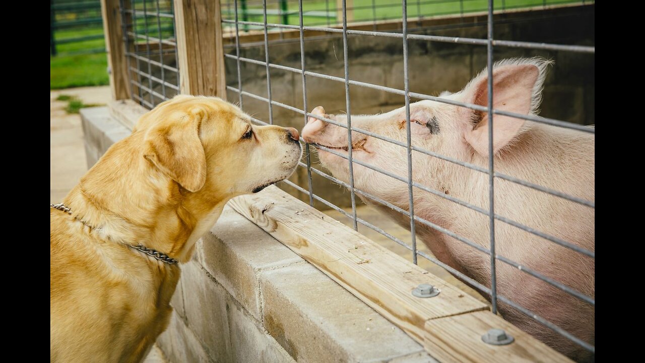 This is a very clever dog | Dog and the Pig