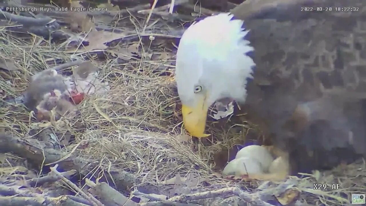 Hays Eagles Dad brings food for pantry PIP in progress 2022 03 20 18:21
