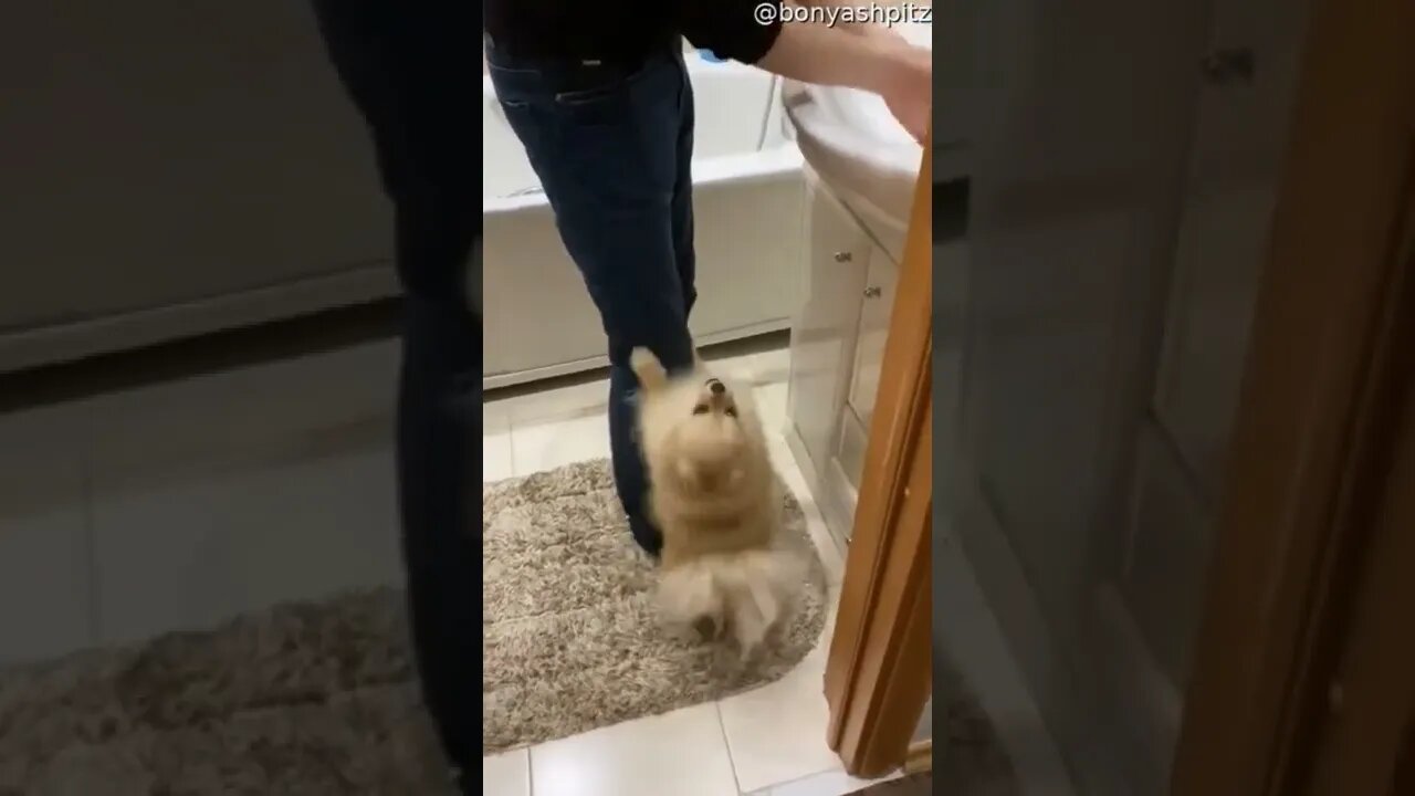 #funny #dog #shorts