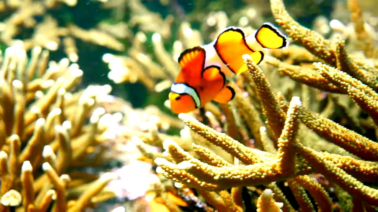 Video to relax with beautiful ocean images