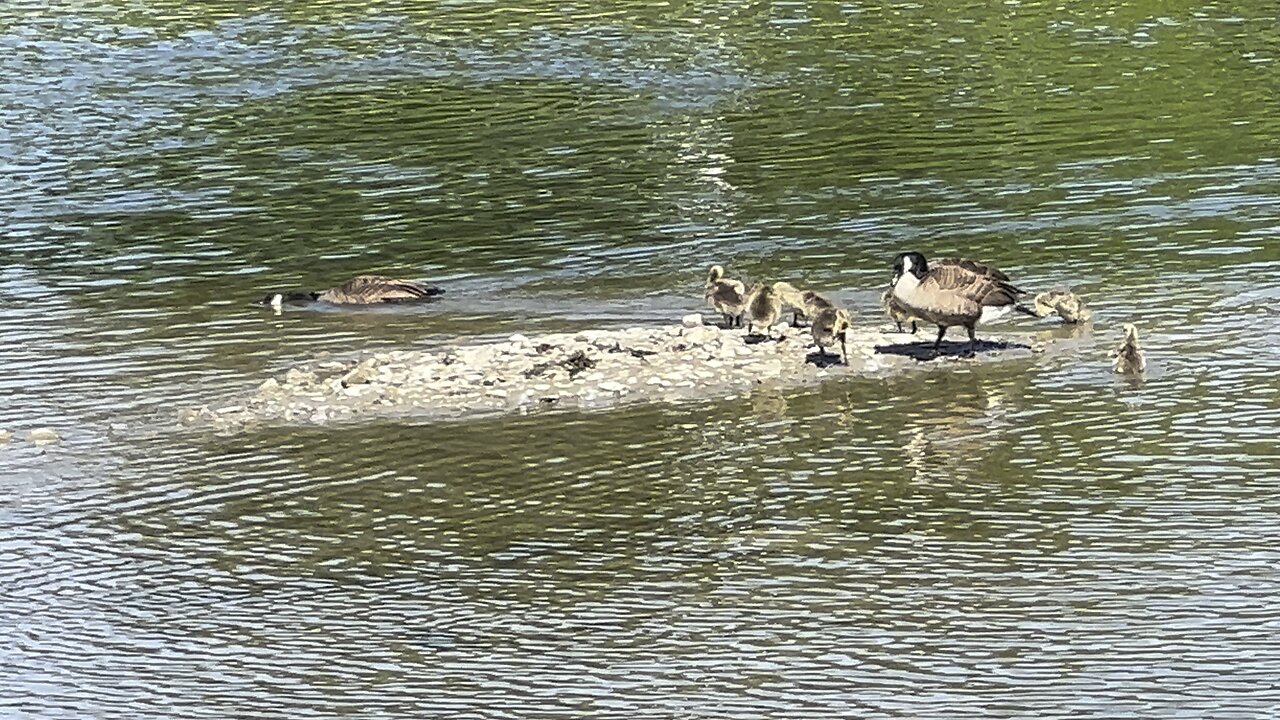 Canada Geese on the beach 😂