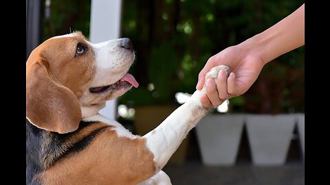 Easy Tricks to train your dog🐶