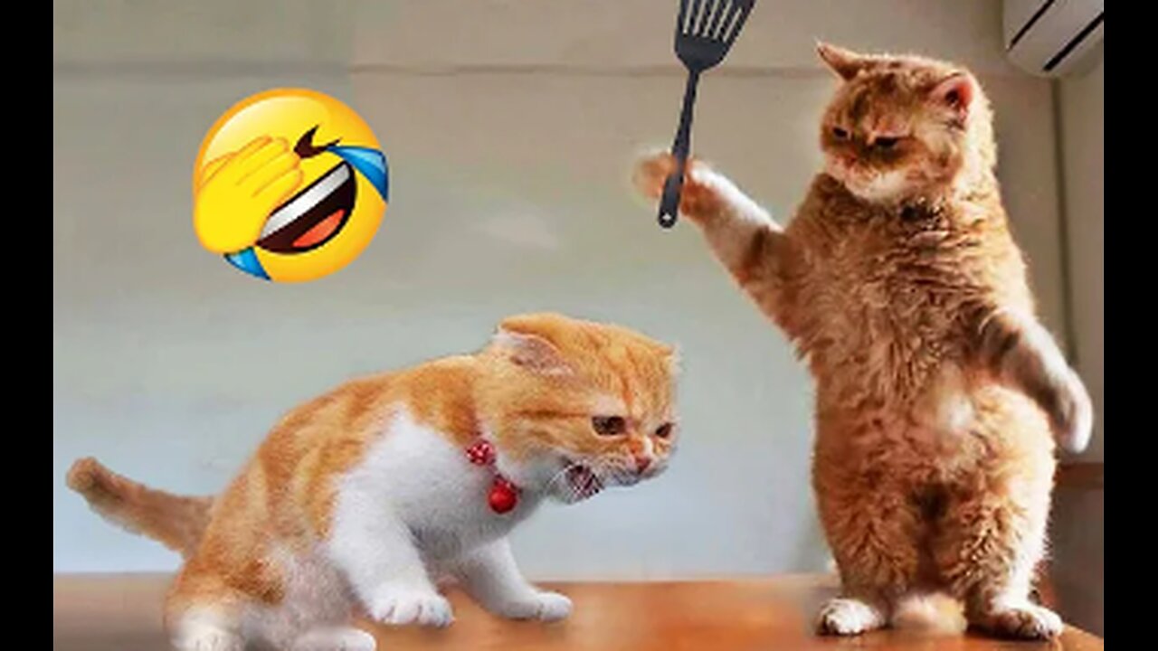Funniest Animals 2023 😂 New Funny Cats and Dogs Videos 😻🐶