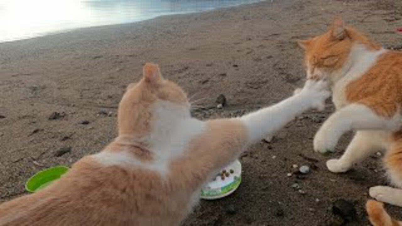 Two male cats slapping each other