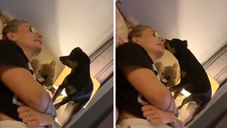 Sneaky Pup Shamelessly Steals Cucumber From Owner's Eyes