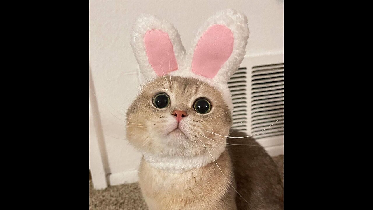 Cute cat!!! Funny cats😺