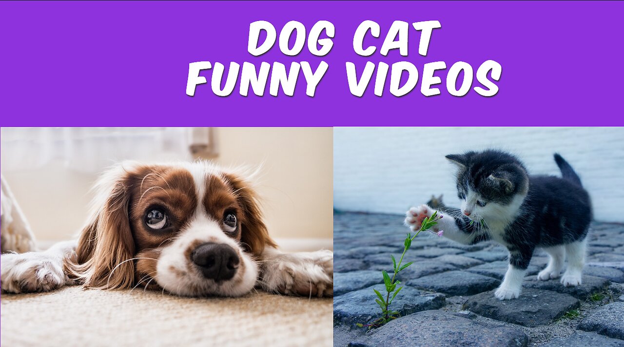 Best Funny Dogs And Cats Videos 😅 - Funniest Animals Videos 2023😇 #1