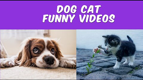 Best Funny Dogs And Cats Videos 😅 - Funniest Animals Videos 2023😇 #1