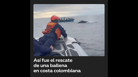 Liberan a una ballena atrapada cerca de la costa colombiana