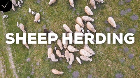 Sheep Herding on Farm / Europe - Drone Footage - Cinematic 4k Virtual Tour