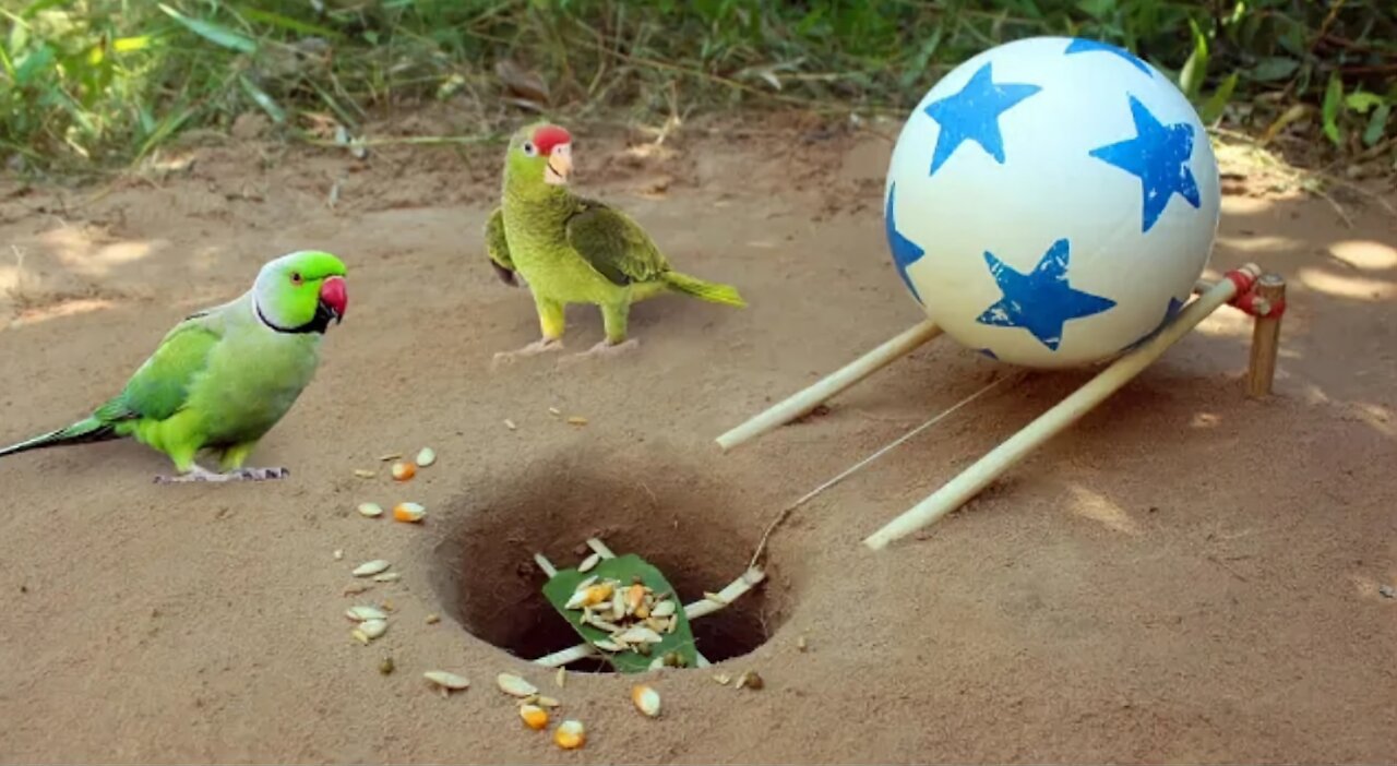 New Creative Unique Bird Trap Using Small Plastic Ball - Rolling Parrot Trap in Hole