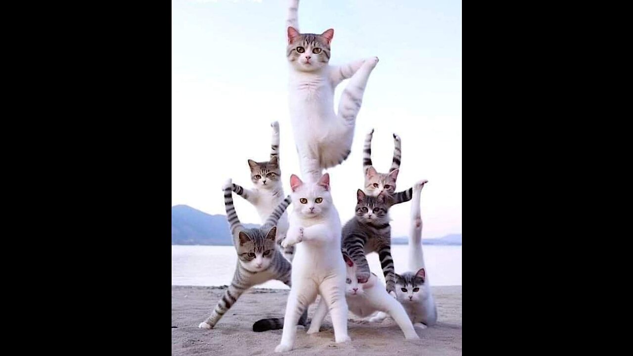 "New trending funny cats Laugh Out Loud with Hilarious Funny Videos