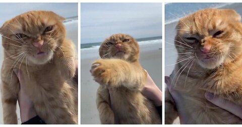 Gulu Gulu Angry Cat Videos to Keep You Smiling! 🐱 || Hold Up