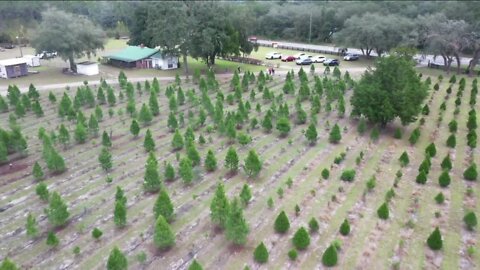 Dade City farm working to keep Christmas cheer affordable in spite of inflation