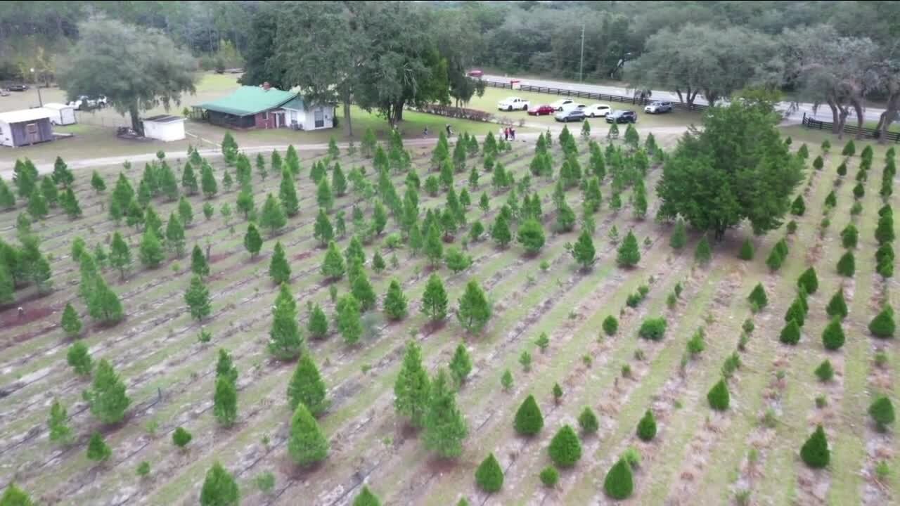 Dade City farm working to keep Christmas cheer affordable in spite of inflation