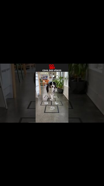 cachorro pulando amarelinha