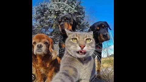 Funny Pets Dogs And Cats Funniest Video