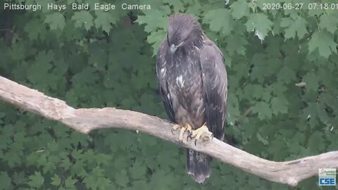 Hays Eagles H11 sitting on the woods limb 715 am 2020 06 27