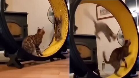 I GOT U BUDDY! - Cat vs Laser light