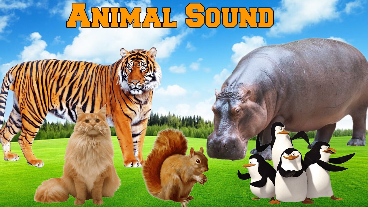 Naughty Farm Animal Moments: Tiger, lion, rabbit, kanguru, cow, sheep