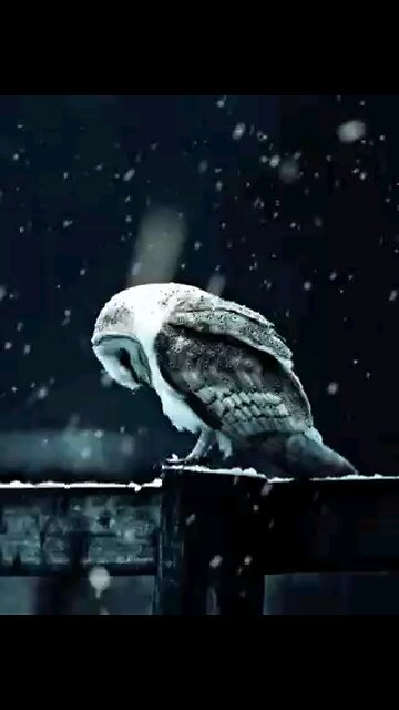 JANUARY 2025 FOR ALL AMERICANS COMING