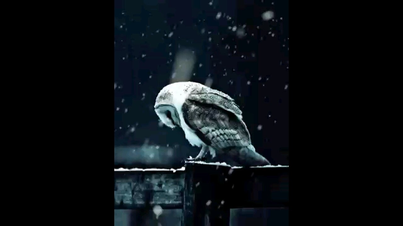 JANUARY 2025 FOR ALL AMERICANS COMING