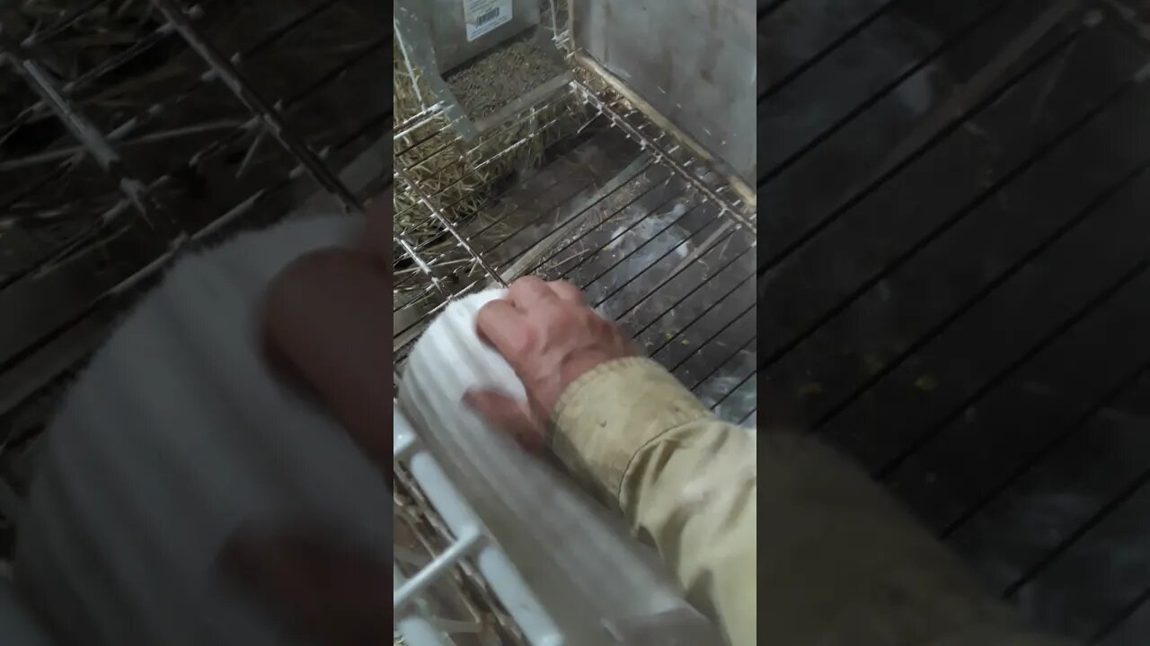 Vegetarian Puppies are a week old today.