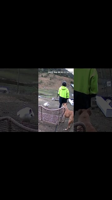 Boss Goose. Watch the goose and the dog!