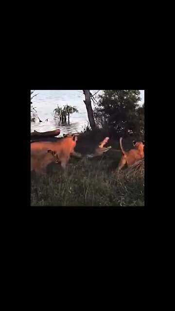 Extinto Animal! #shorts