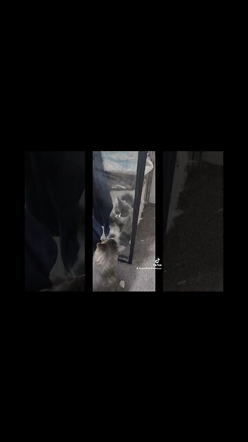 This cat.... #eyeofthetiger #tiktok