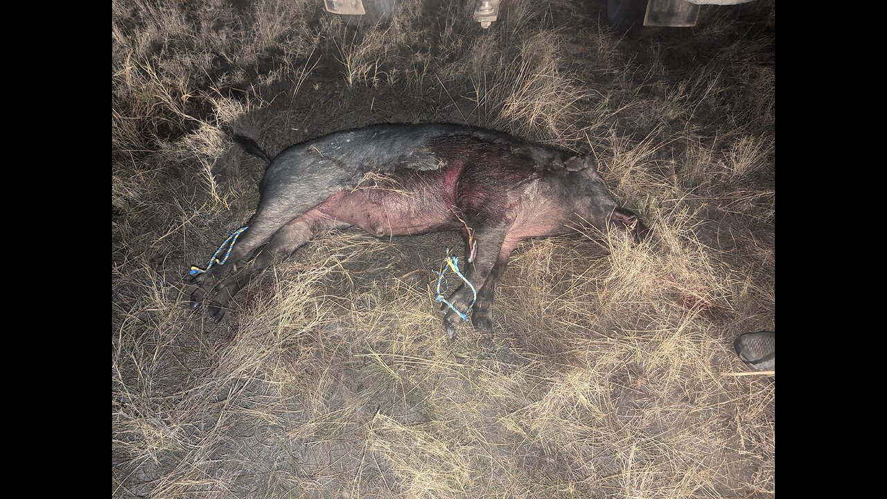 88.3kg boar