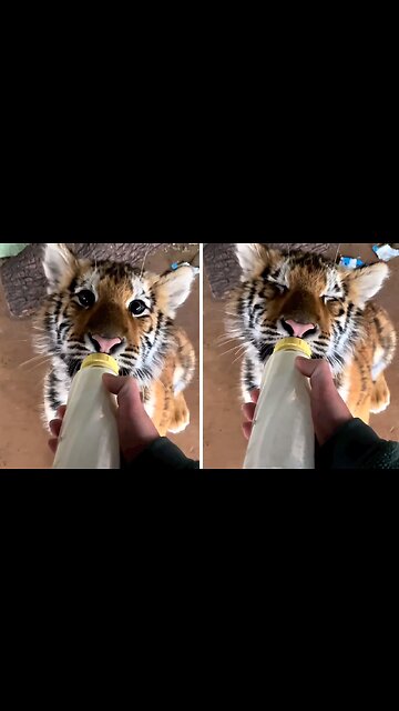 Adorable baby tiger drinks milk from bottle with delight