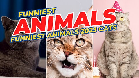 Funniest Animals 2023 😂 New Funny Cats and Dogs Videos 😻🐶