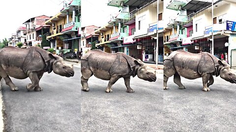 Strange animal walking in the street of Nepal #part04