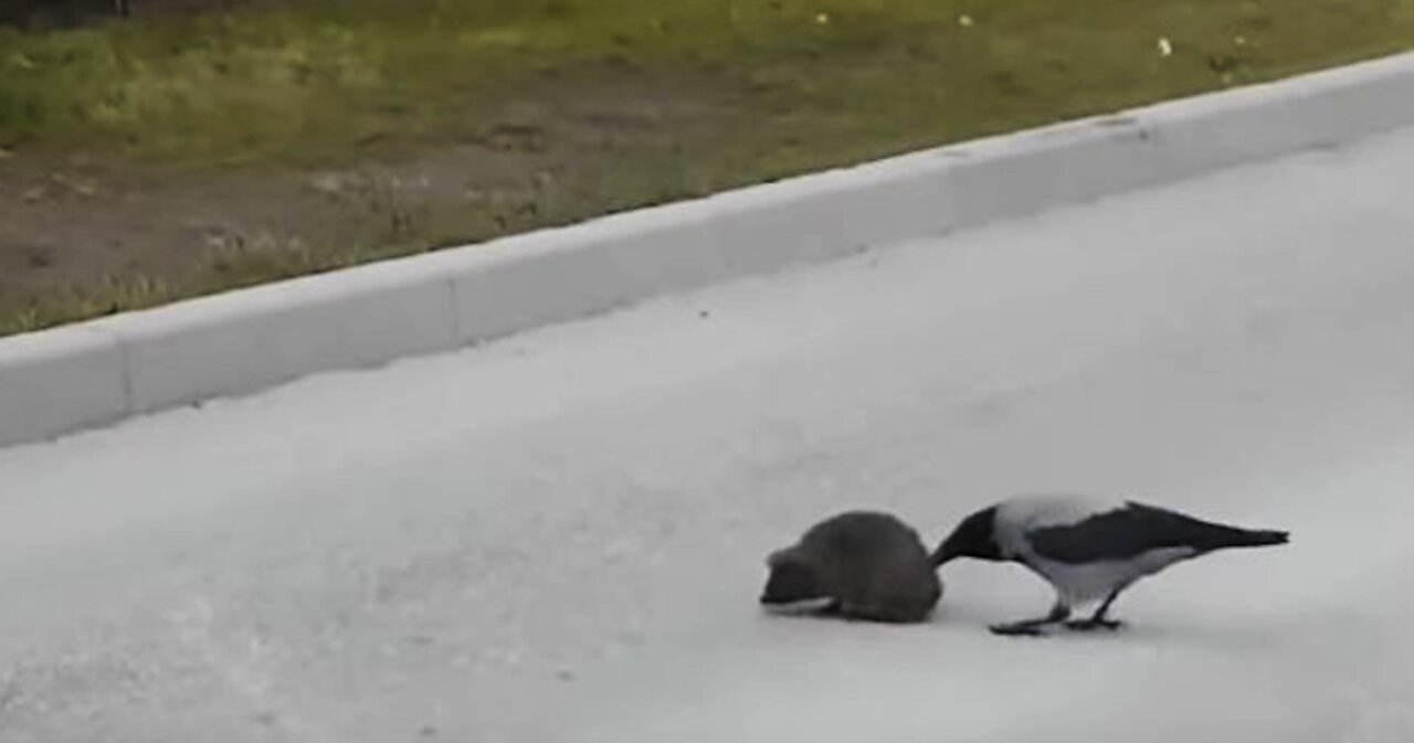 Amazing Crow Helps Hedgehog Cross The Street GO5