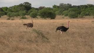 Ostrich Pair