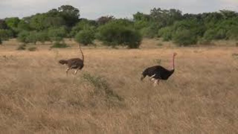 Ostrich Pair