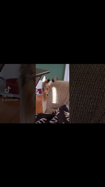 Needy Dog!! this dog is a really needy DOG!