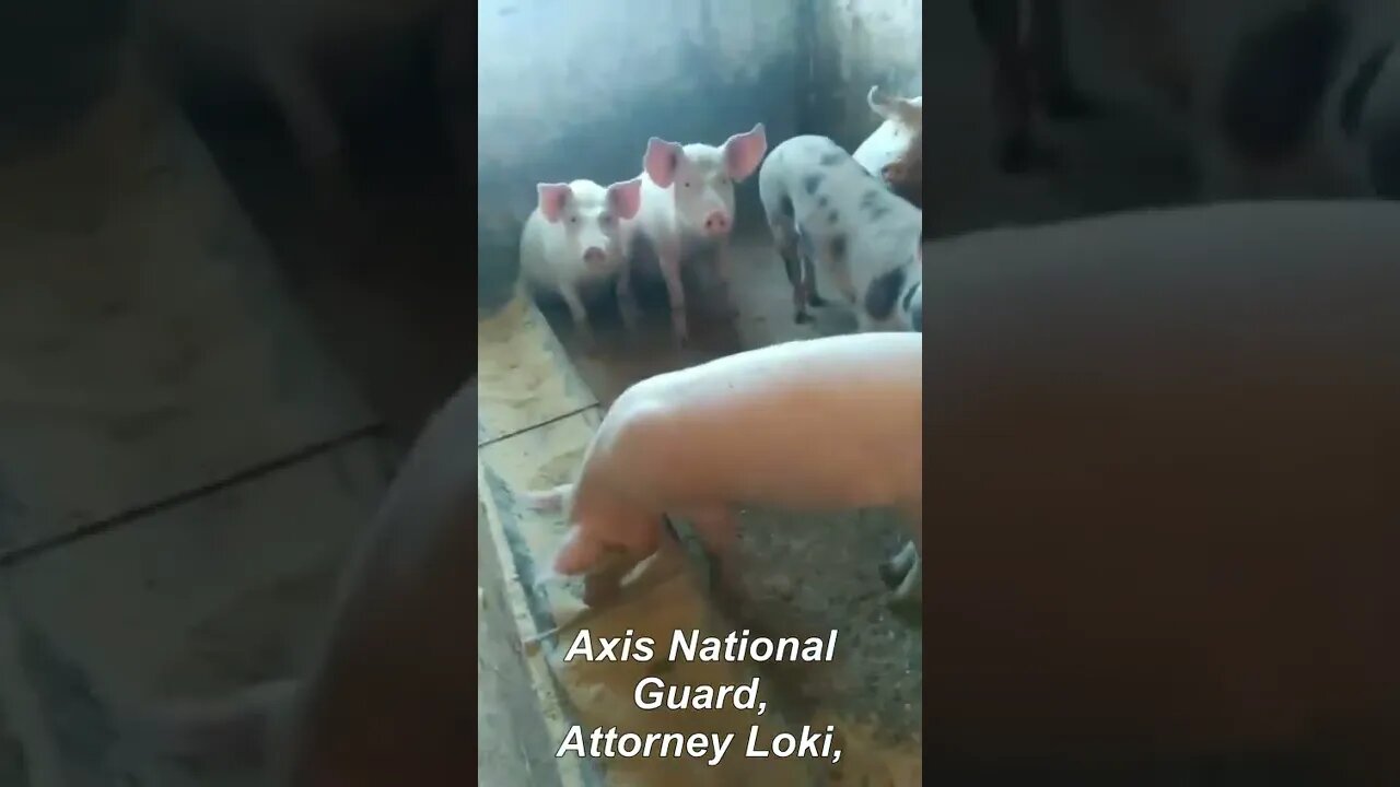 🇺🇦🐽Video From Azovstal bunker Of The Azov Nationalists Kalina & Volyn Along With Their Brothers