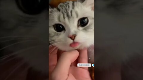 funny cat videos | cute cat videos| cute animals funny cats #shorts #shortsfunny #cutecat #funnycat