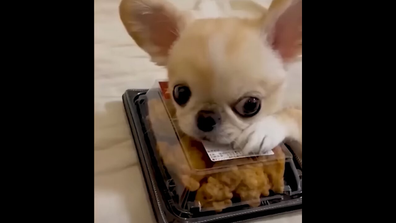 Funny animals video that I found on Internet 😂😂