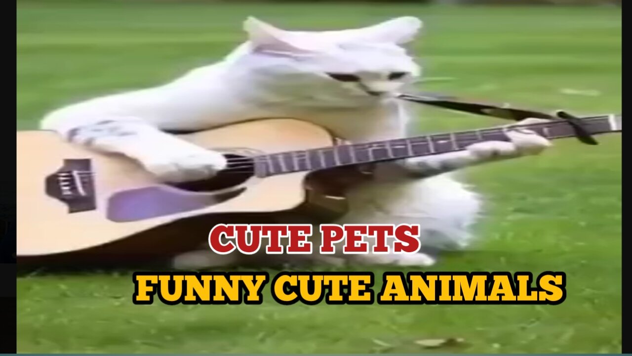 Cute Pets | Funny Cute Animals