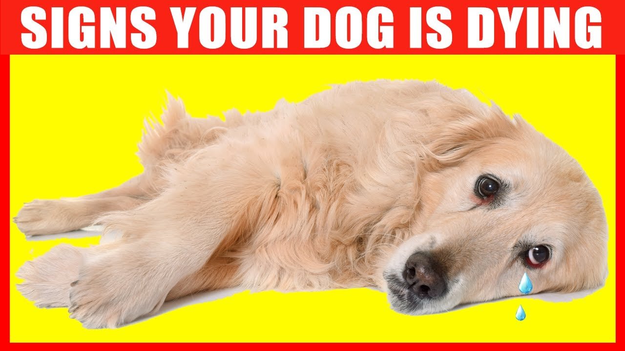 10 Critical Signs that Indicates Your Dog is Dying