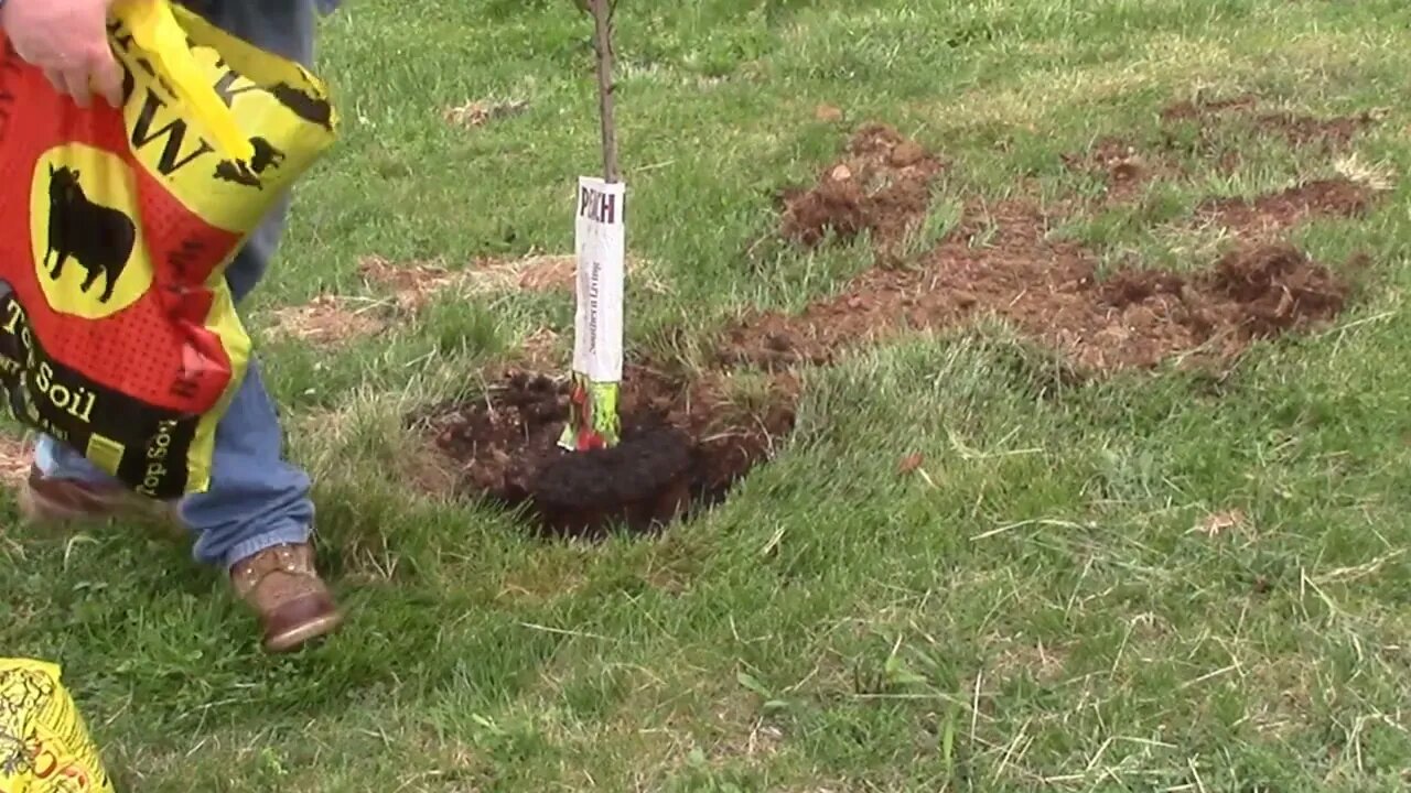 Planting some Peach Trees