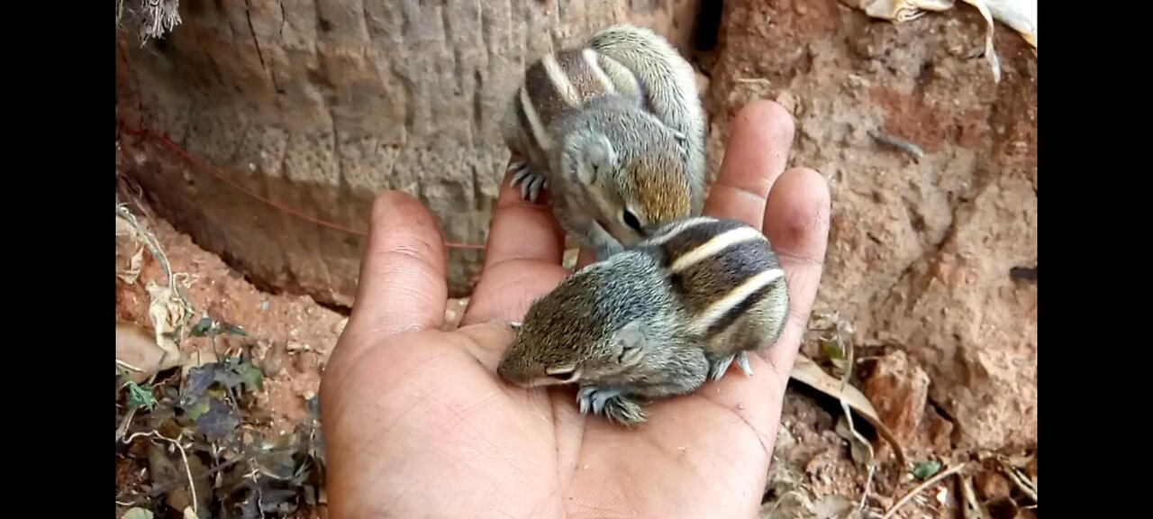 Tiny Cute Squirrel babies playing on my palm | Animal videos | Chipmunks babies