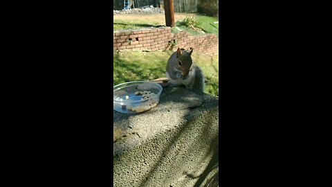 Hungry Squirrel 🐿️.Winter Season 🥶